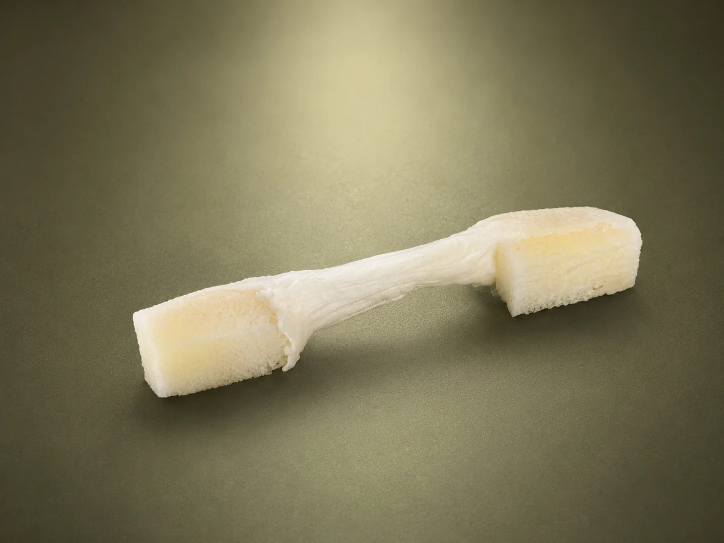 Bone-tendon-bone human tendon allograft on a dark studio surface